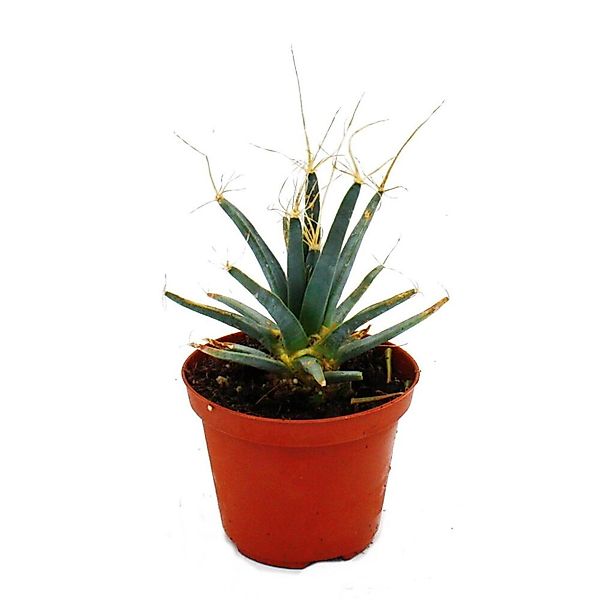 Exotenherz Prisma-Kaktus Agaven-Kaktus Leuchtenbergia Principis Ausgefallen günstig online kaufen