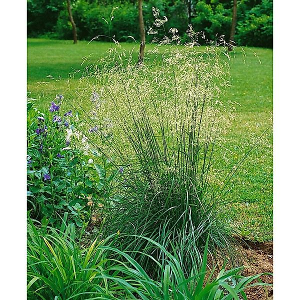 Helictotrichon Sempervirens Pendula Blaustrahlhafer Ca. 9x9 cm Topf günstig online kaufen