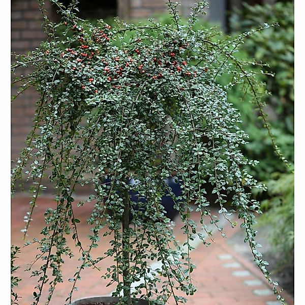 Hochstamm Zwergmispel Coral Beauty 60-80cm - Cotoneaster dammeri günstig online kaufen