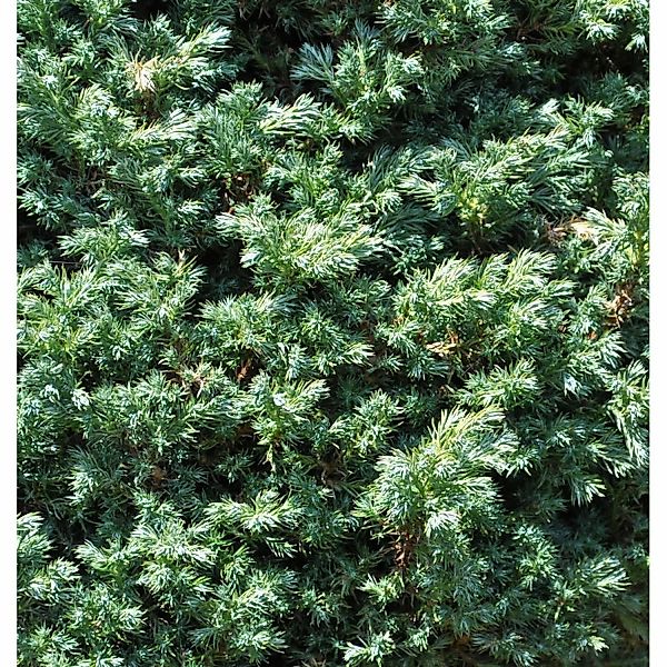 Hochstamm Zwerg Silberzypresse Baby Blue 40-60cm - Chamaecyparis pisifera günstig online kaufen