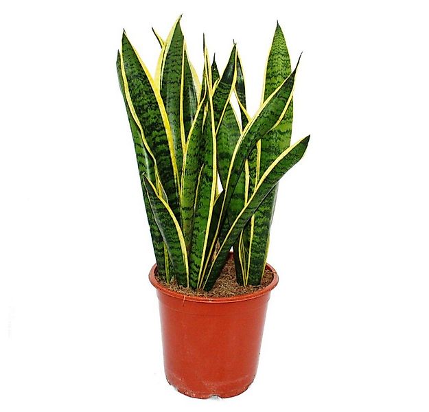 Exotenherz Zimmerpflanze Sansevieria laurentii - Bogenhanf - kompakt mit kr günstig online kaufen