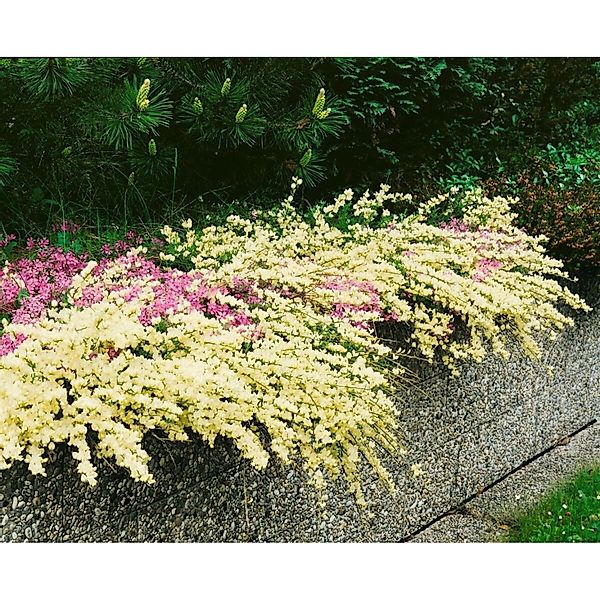 Cytisus Kewensis Besenginster Cremegelb 20–30 cm günstig online kaufen