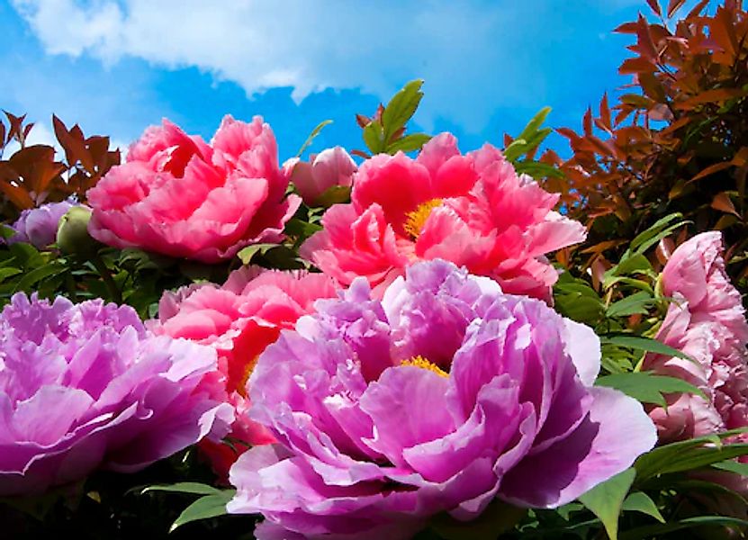 Papermoon Fototapete »TropicalPeonies« glatt günstig online kaufen