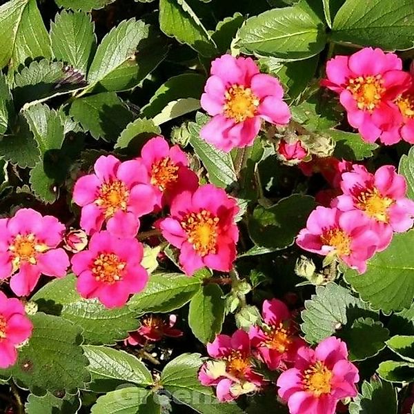 Garten Erdbeere Lipstick - Fragaria ananassa günstig online kaufen