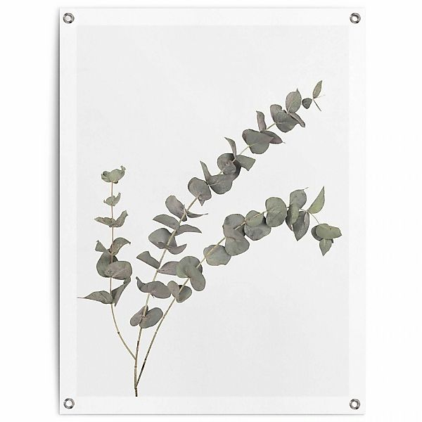 Reinders Poster "Eukalyptus", Outdoor für Garten oder Balkon günstig online kaufen