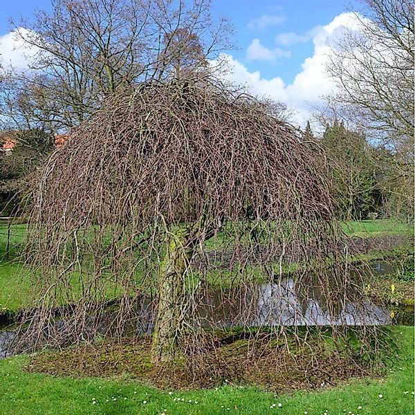 Rote Süntelbuche Gespensterbuche 100-125cm - Fagus sylvatica günstig online kaufen