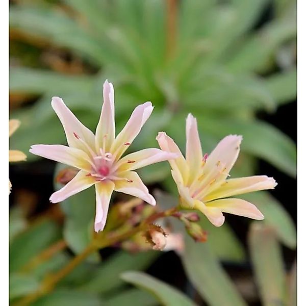 Bitterwurz Little Peach - Lewisia,ongipetala günstig online kaufen