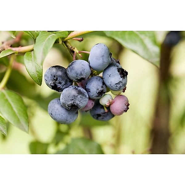 Vaccinium Corymbosum Sierra Heidelbeere 25–30 Cm Ertragreich günstig online kaufen