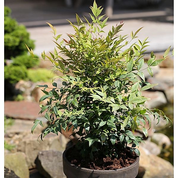 Himmelsbambus Gulf Stream 60-80cm - Nandina domestica günstig online kaufen