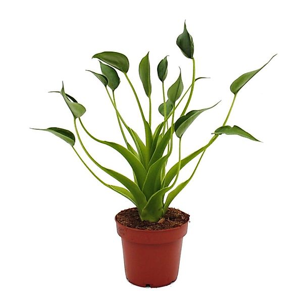 Exotenherz Alocasia Tiny Dancer Pfeilblatt Tropenwurz RARITÄT 12cm Topf günstig online kaufen