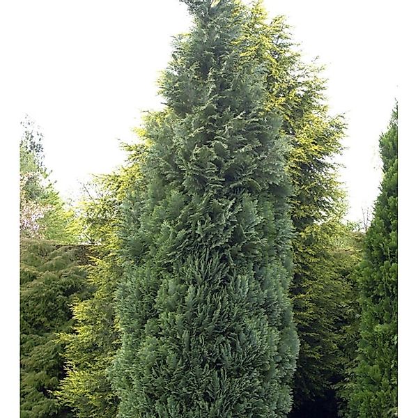 Blaue Säulenzypresse 30-40cm - Chamaecyparis lawsoniana günstig online kaufen