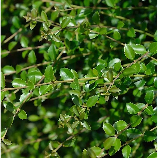 Delavays Duftblüte 60-80cm - Osmanthus delavayi günstig online kaufen