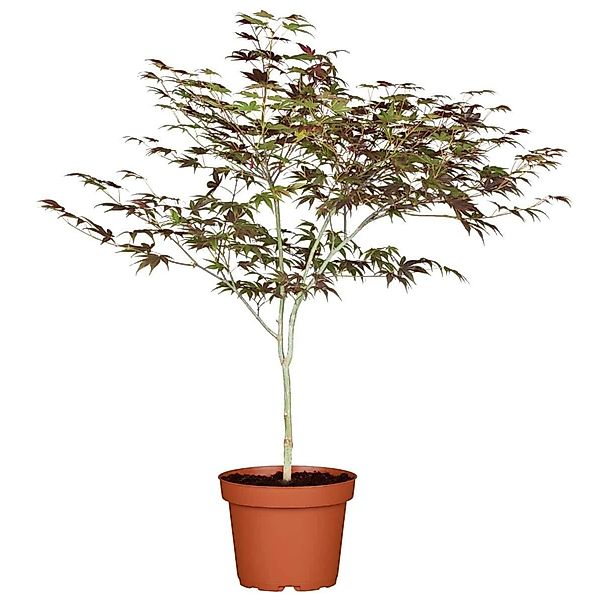 Acer Palmatum Atropurpureum Japanischer Ahorn Rotlaubig 60–80 cm günstig online kaufen