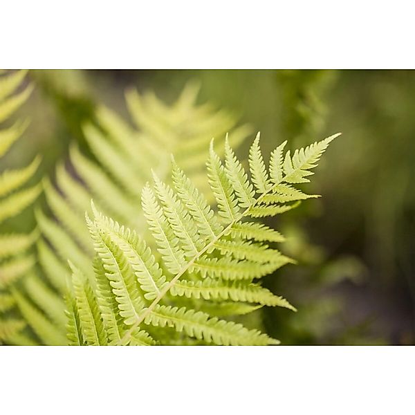 Dryopteris Affinis Goldschuppenfarn Ca. 9x9 cm Topf günstig online kaufen
