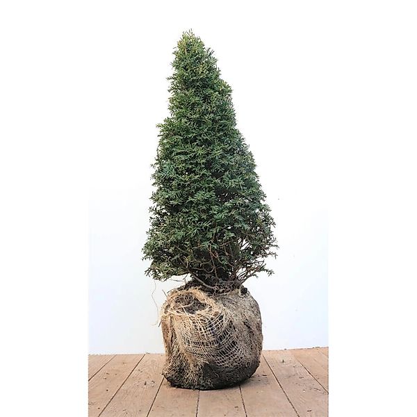 Taxus baccata Kegel 50-60 cm günstig online kaufen