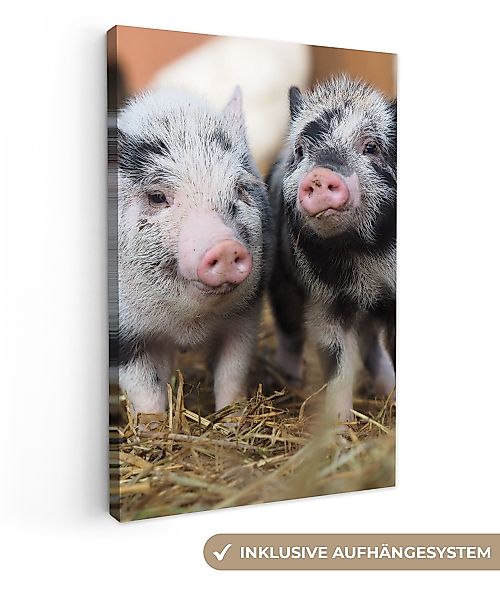 OneMillionCanvasses® Leinwandbild Schwein - Tiere - günstig online kaufen