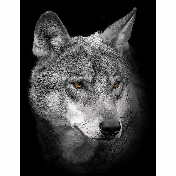 Bönninghoff Leinwandbild "Wolf", (1 St.) günstig online kaufen