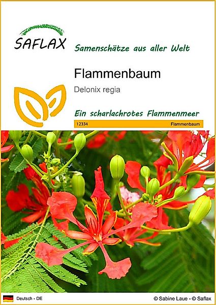 SAFLAX Blumensamen SAFLAX - Samen - Flammenbaum günstig online kaufen