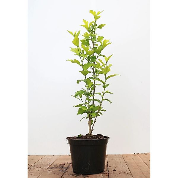 Hibiscus Syriacus Garten-Eibisch Aphrodita 40-60 cm günstig online kaufen