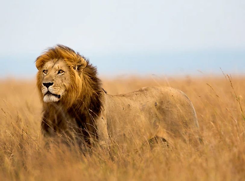Papermoon Fototapete »Lion in Masai Mara Kenya« glatt günstig online kaufen