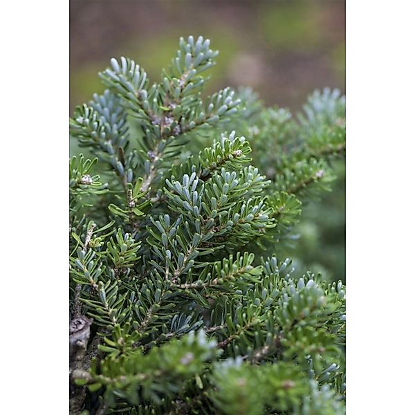 Abies Koreana Silberperl Koreanische Tanne Silberne Nadeln 40 cm Stammhöhe günstig online kaufen
