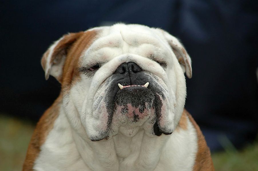 Papermoon Fototapete "Englisches Bulldoggenporträt" günstig online kaufen