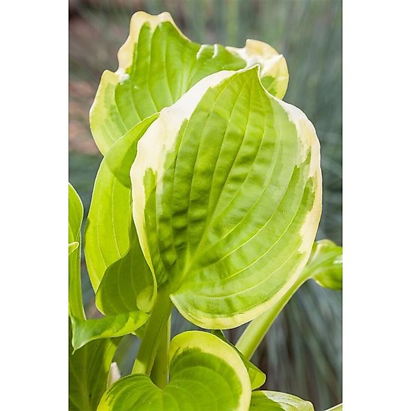 Hosta X Cult. Shade Fanfare Ca. 11x11 cm Topf günstig online kaufen