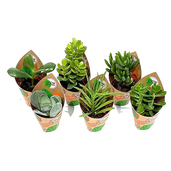 GROW by OBI Sukkulenten 6-fach sortiert Topf-Ø ca. 5,5 cm günstig online kaufen