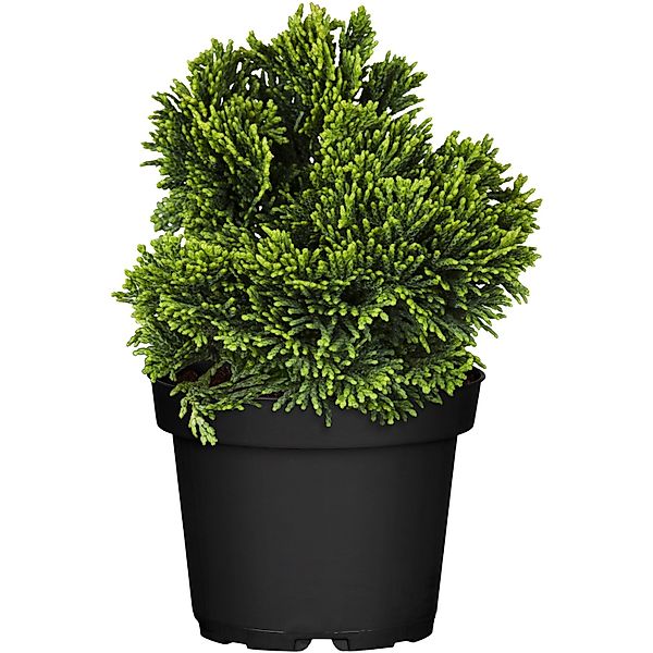 GROW by OBI Muschelzypresse Nana Gracilis Höhe ca. 10 - 20 cm Topf ca. 2, günstig online kaufen