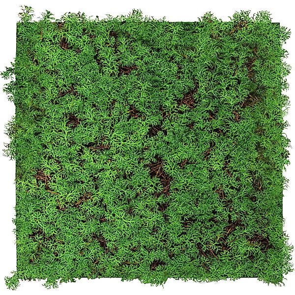 Jangal Wandpaneel Modular Wall Thuja Tea Tree 52 x 52 cm günstig online kaufen