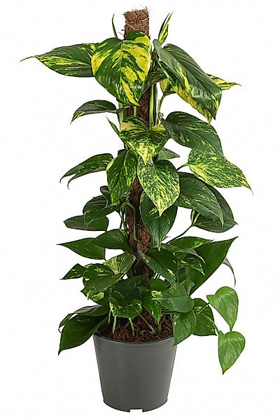 Dehner Zimmerpflanze Efeutute, Epipremnum aureum, an Moosstab gebunden, imm günstig online kaufen