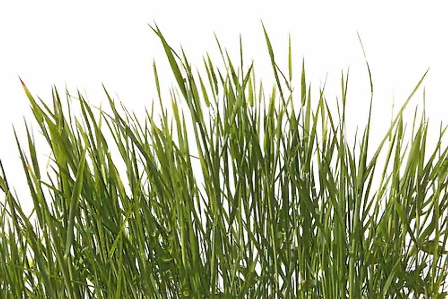 A.S. Création Vliestapete »Gras-Tapete Naturmotiv Grün Weiß Fototapete« mat günstig online kaufen