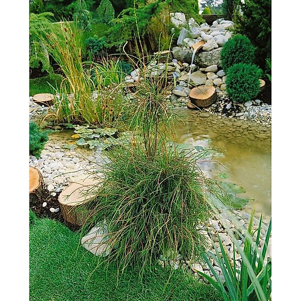 Thuja occidentalis 'Filiformis' 150 cm Stammhöhe günstig online kaufen