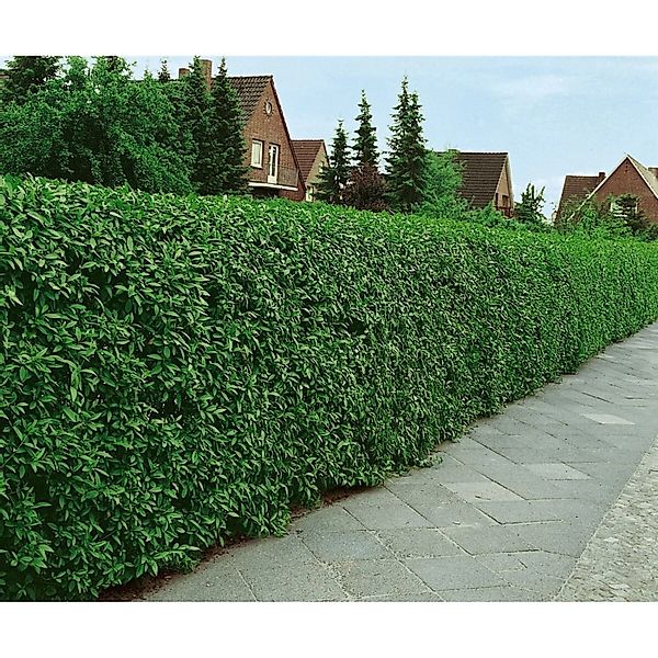 Ligustrum Vulgare Atrovirens Liguster Kugel 140–160 cm günstig online kaufen