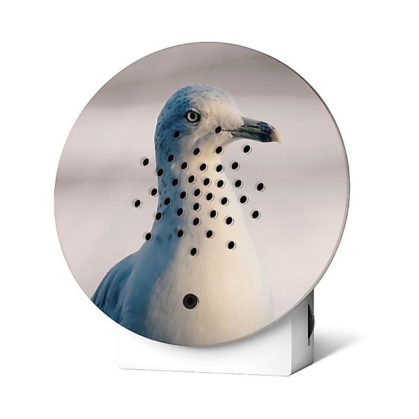 Relaxound GmbH Wanddekoobjekt Oceanbox Weiße Seemöwe günstig online kaufen
