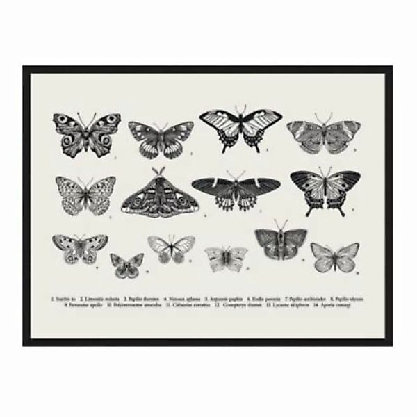 Milan Moon Wandbild Schmetterlingssammlung schwarz Gr. 50 x 60 günstig online kaufen