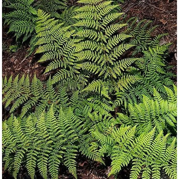 Breitwedeldornfarn - Dryopteris austriaca günstig online kaufen