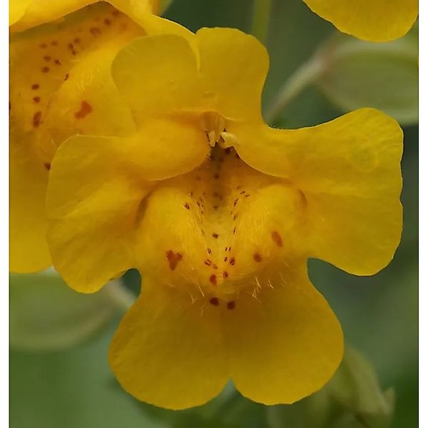 Gelbe Gauklerblume - Mimulus,uteus günstig online kaufen