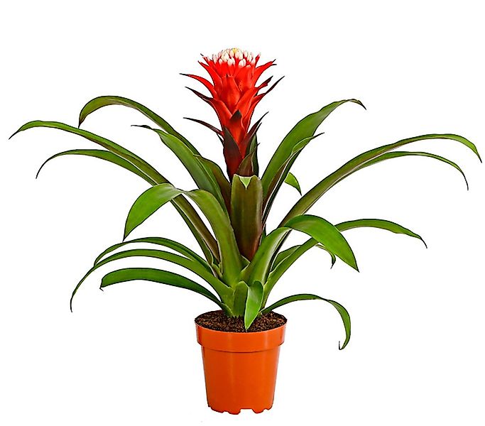 Dehner Zimmerpflanze Guzmanie Deseo, Guzmania cultivars, Bromelie, rosetten günstig online kaufen