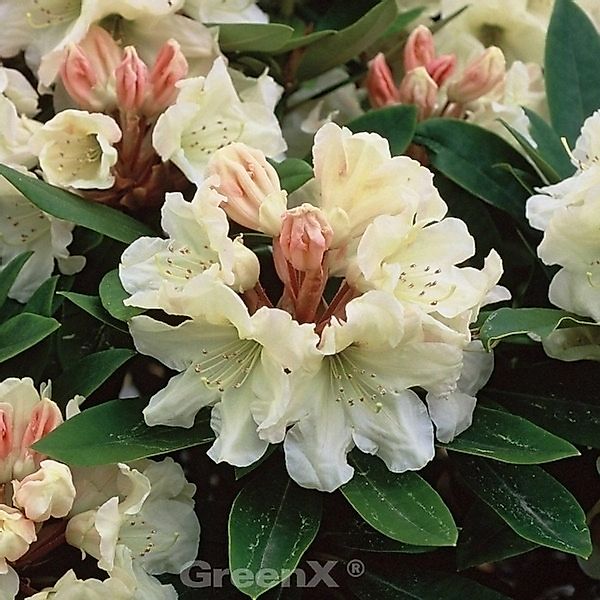 INKARHO - Rhododendron Golden Melodie 40-50cm - Alpenrose günstig online kaufen