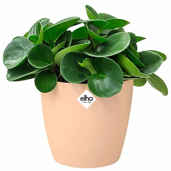 Blumentopf Brussels Pfirsich 16x15cm 2,2L günstig online kaufen