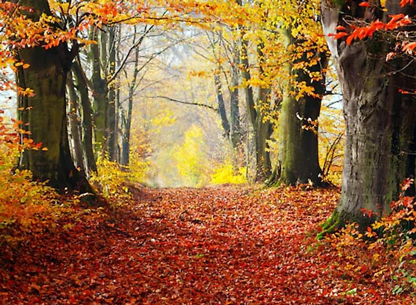 Papermoon Fototapete »Autumn Forest Path« günstig online kaufen