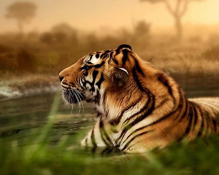 Fototapete "Tiger" 4,00x2,67 m / Glattvlies Perlmutt günstig online kaufen