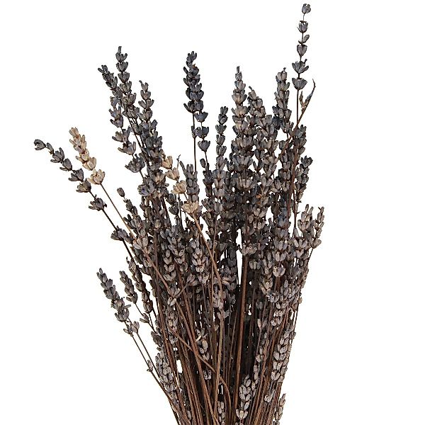 Trockenblume Lavendel Trockenblumen 35-40cm 50g Raumduft günstig online kaufen
