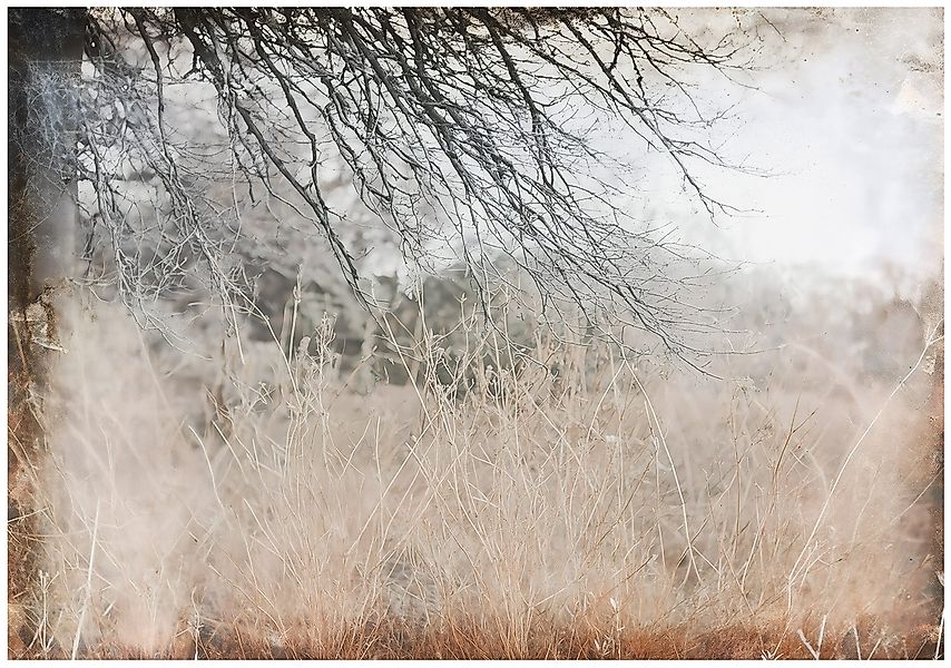 Wallarena Fototapete Ast Natur Grau Beton günstig online kaufen