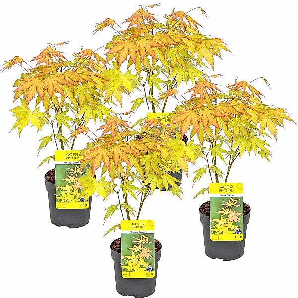 Casa Caron | 4er-Set Acer palmatum Orange Dream günstig online kaufen