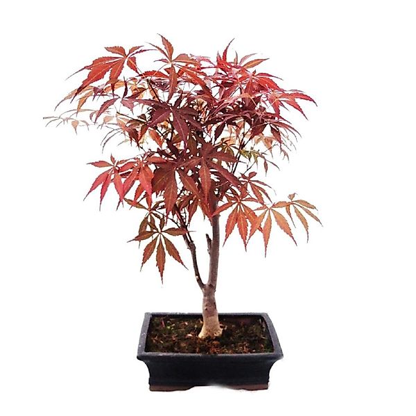 Exotenherz Japanischer Fächer-Ahorn Acer Palmatum 20cm Schale günstig online kaufen