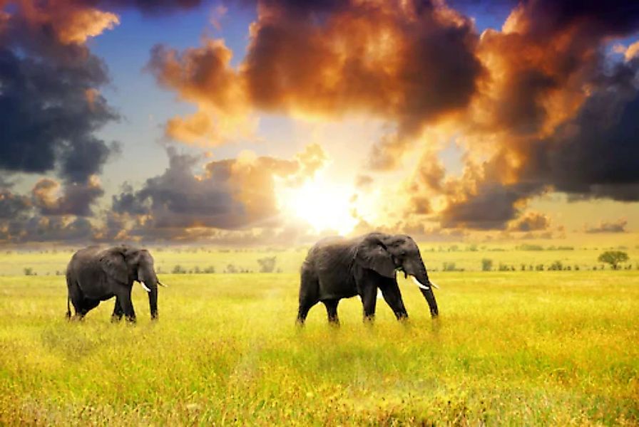 Papermoon Fototapete »African Elephants« günstig online kaufen