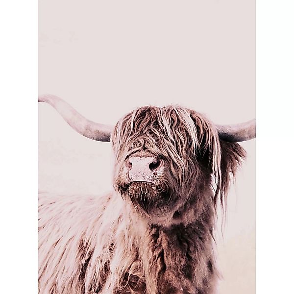 Fototapete Higland Cattle Kuh Vintage Beige  2,00 m x 2,70 m FSC® günstig online kaufen