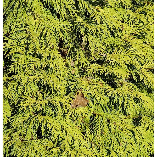 Lebensbaum King of Brabant 40-60cm - Thuja occidentalis günstig online kaufen